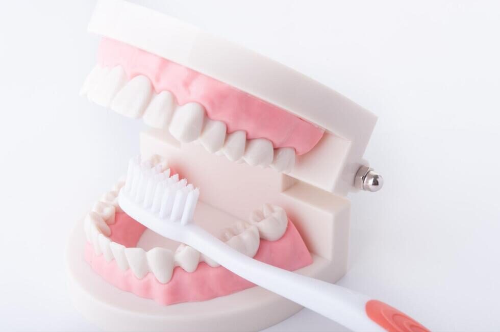 歯の模型と歯ブラシ